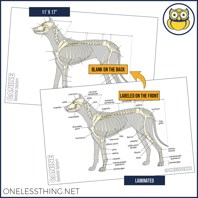 Load image into Gallery viewer, Vet Science Skeletal System Posters, Set of 4