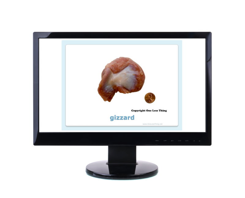 Load image into Gallery viewer, Poultry Judging Cuts ID, PowerPoint Downloads