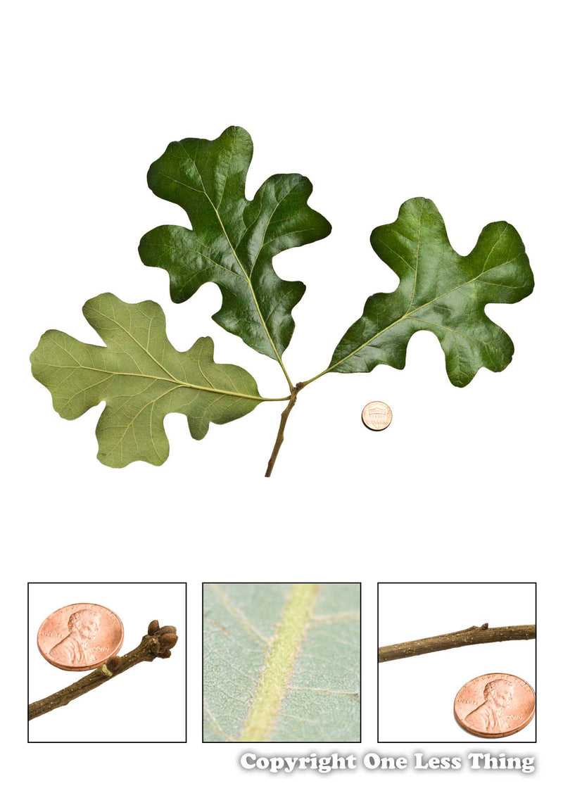 Load image into Gallery viewer, Forestry Field Day Senior Tree ID, IDPix Cards