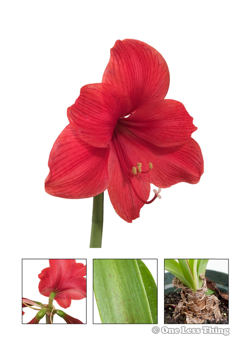 Load image into Gallery viewer, Floral Design ID Senior, IDPix Cards