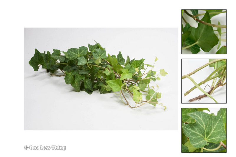 Load image into Gallery viewer, Floral Design ID Senior, IDPix Cards