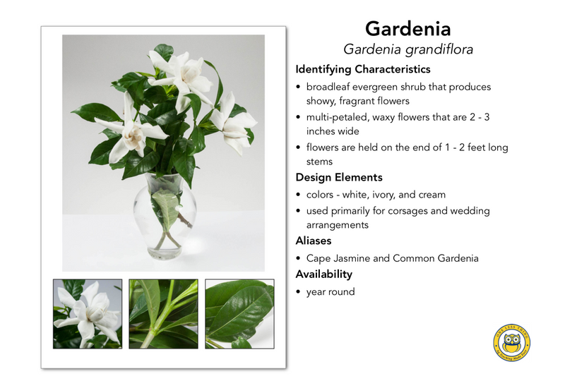 Load image into Gallery viewer, Floral Design ID Senior, IDPix Cards