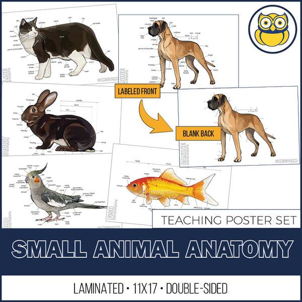 Small Animal Anatomy Posters, Set of 5