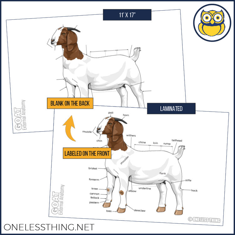 Load image into Gallery viewer, Livestock Anatomy Posters, Set of 7 (REVISED)