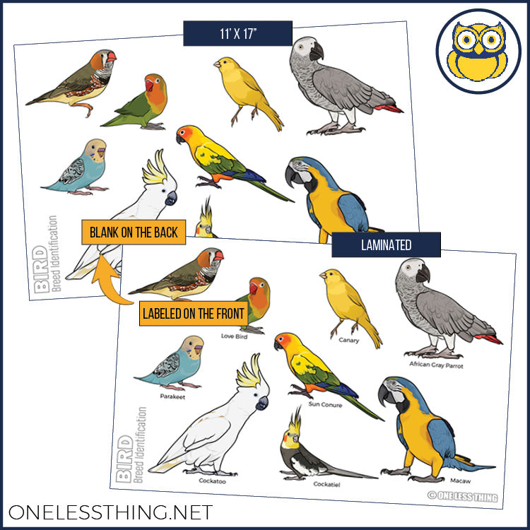 Load image into Gallery viewer, Small Animal Breeds Posters, Set of 12