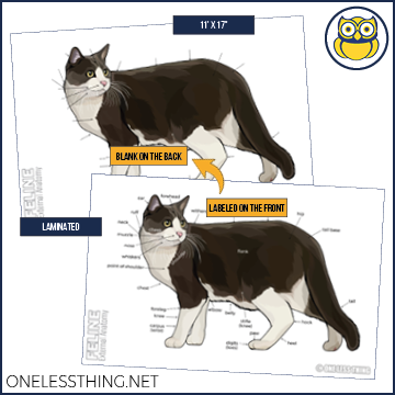 Load image into Gallery viewer, Small Animal Anatomy Posters, Set of 5