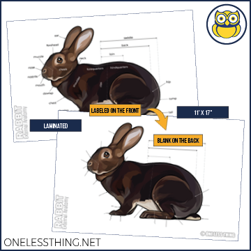 Load image into Gallery viewer, Small Animal Anatomy Posters, Set of 5