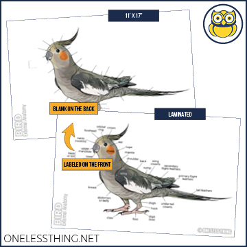 Load image into Gallery viewer, Small Animal Anatomy Posters, Set of 5