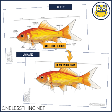 Load image into Gallery viewer, Small Animal Anatomy Posters, Set of 5