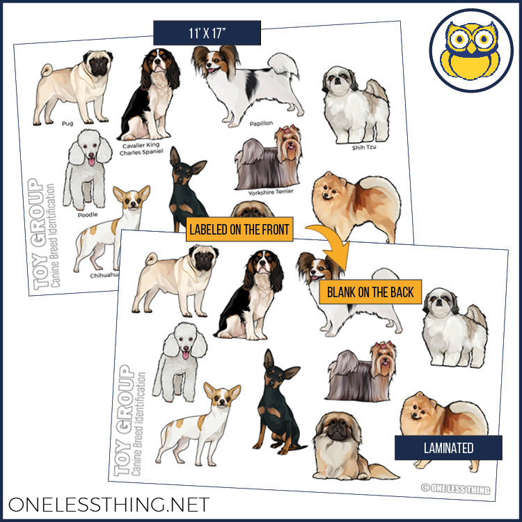 Small Animal Breeds Posters, Set of 12