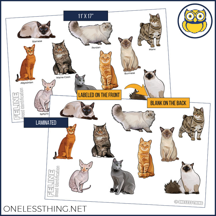 Load image into Gallery viewer, Small Animal Breeds Posters, Set of 12