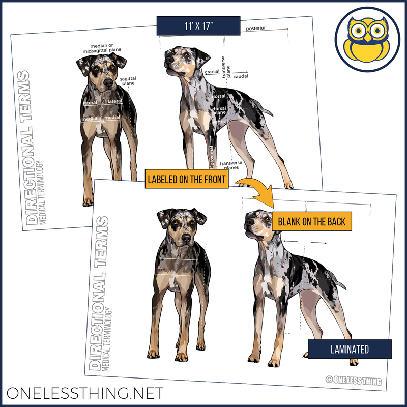 Load image into Gallery viewer, Vet Science Injections and Directions Posters, Set of 4