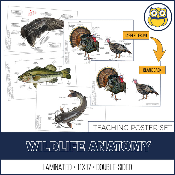 Wildlife Anatomy Posters, Set of 4