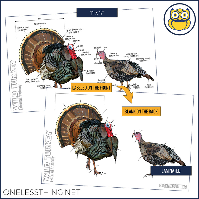 Load image into Gallery viewer, Wildlife Anatomy Posters, Set of 4