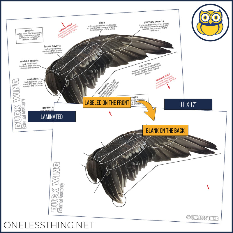 Load image into Gallery viewer, Wildlife Anatomy Posters, Set of 4