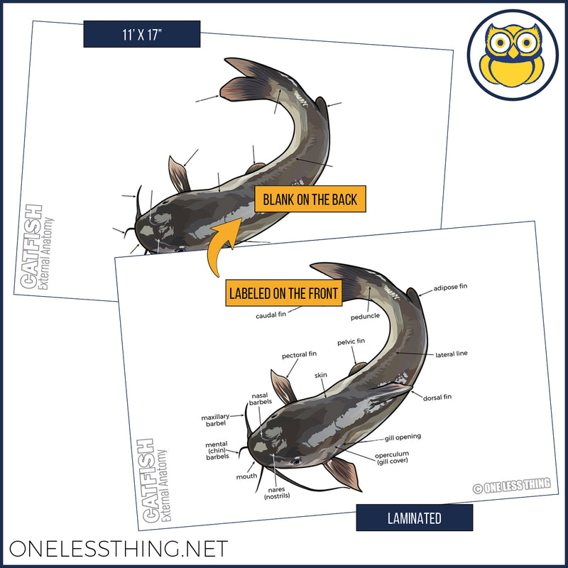 Load image into Gallery viewer, Wildlife Anatomy Posters, Set of 4