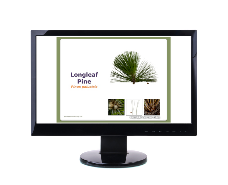 Load image into Gallery viewer, Illinois Tree ID National Supplement, Powerpoints Downloads
