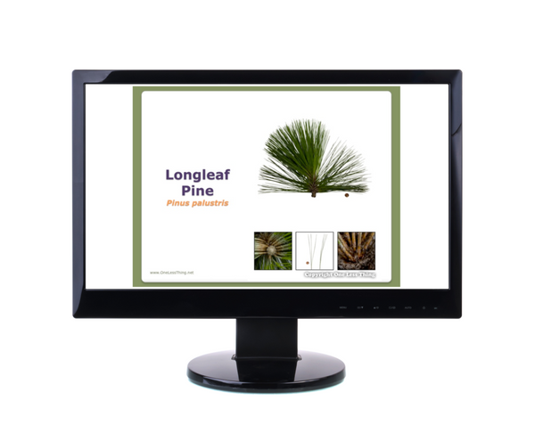 National Forestry Tree ID, PowerPoint Downloads