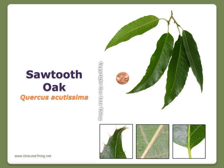 Load image into Gallery viewer, Illinois Tree ID National Supplement, Powerpoints Downloads