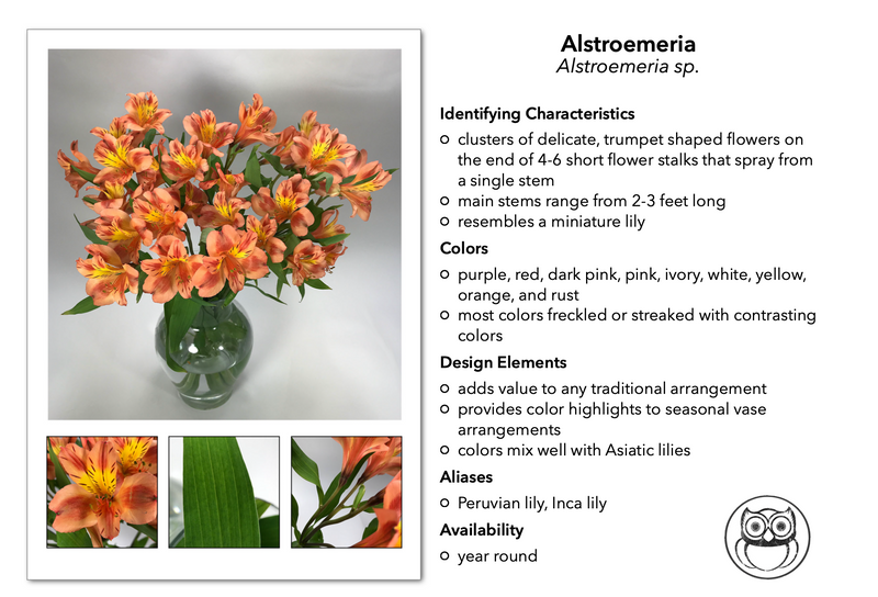 Load image into Gallery viewer, Floral Design ID Junior, IDPix Cards