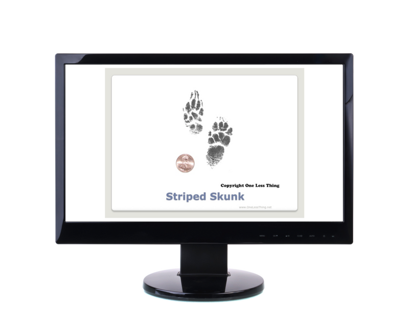 Load image into Gallery viewer, Wildlife 2: Tracks and Prints ID, PowerPoint Downloads