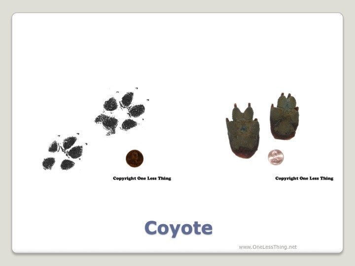 Load image into Gallery viewer, Wildlife 2: Tracks and Prints ID, PowerPoint Downloads