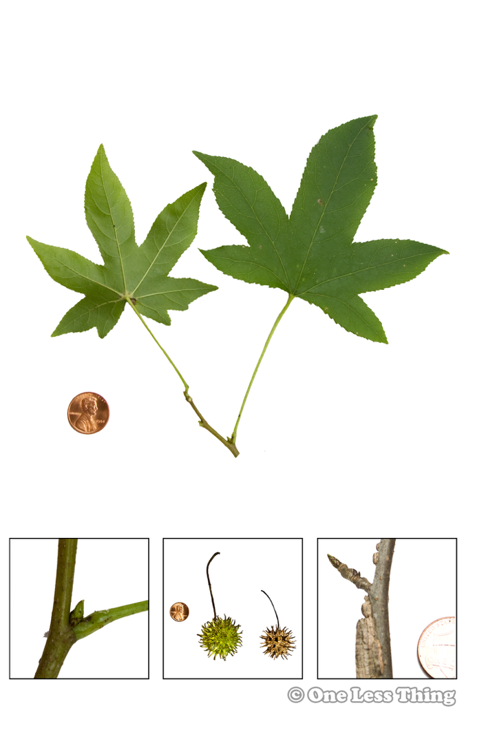 Load image into Gallery viewer, Alabama Tree ID, IDPix Cards