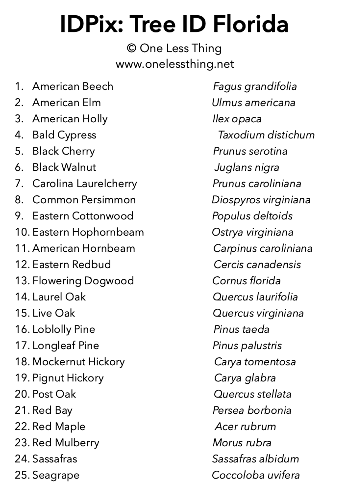 Load image into Gallery viewer, Florida Tree ID, IDPix Cards