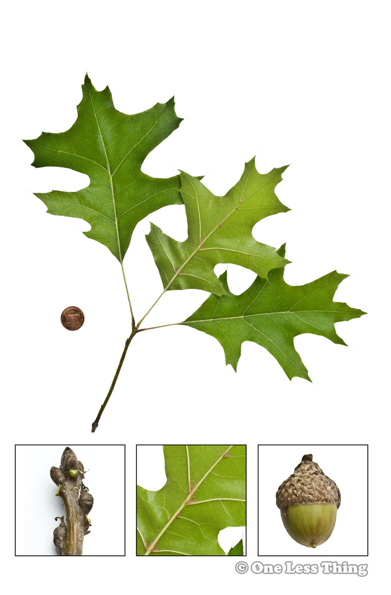 Load image into Gallery viewer, Florida Tree ID, IDPix Cards