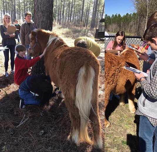 A pony stands patiently while students record weight measurements and write them down on clipboards.