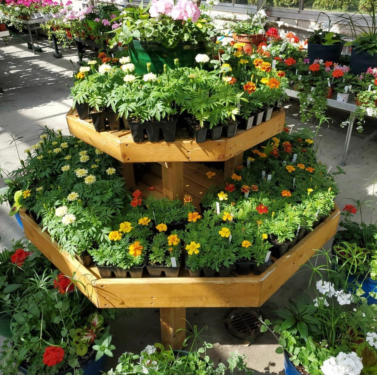 Unique Plant Display for Spring Plant Sale