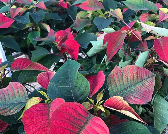 Top 7 Mistakes Teachers Make with Greenhouse Temperature Controls