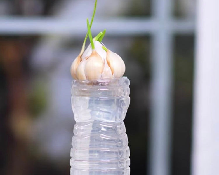 A bunch of garlic cloves sit atop a full water bottle with the top cut offin an attempt to sprout roots
