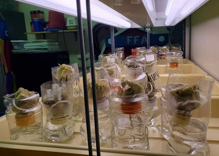Enclosed cabinet containing student hydroponic projects with fluorescent light on