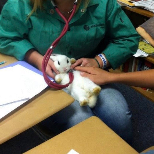Basic Vet Science Skills for Every Classroom