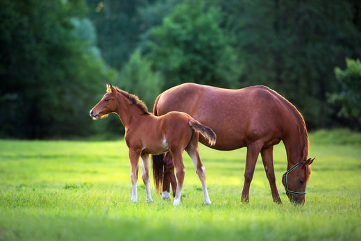 Ag in the News: Foaling and Breeding