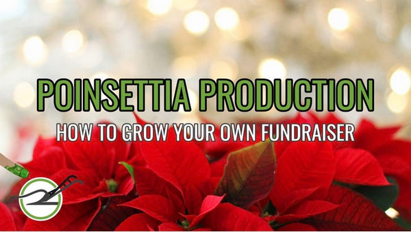 Poinsettias Growing and Production Videos on plowvideos.com