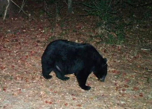 Ag Ed lesson: Wildlife Management and Counting Black Bears