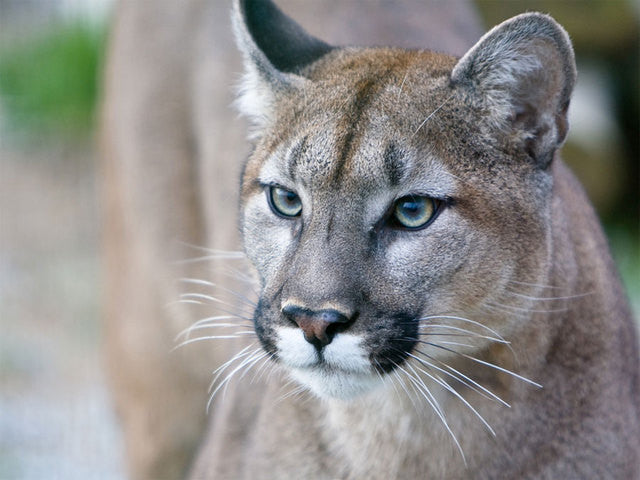 Ag Ed lesson: Wildlife Management and the Florida Panther Spotting