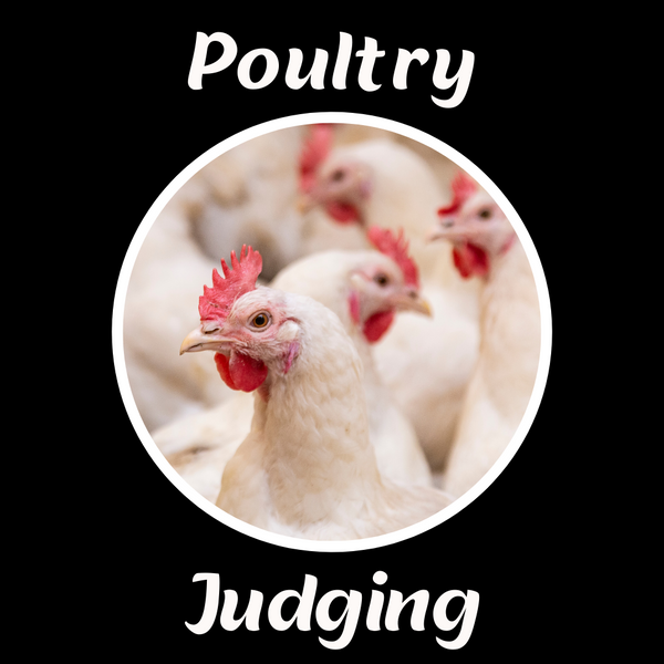 Poultry Judging