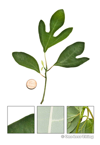 Virginia Tree ID, IDPix Cards