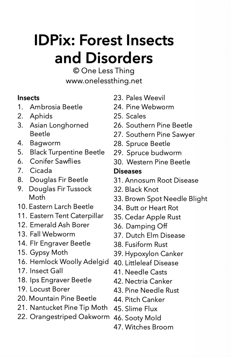 Load image into Gallery viewer, Forestry Insects and Disorders ID, IDPix Cards
