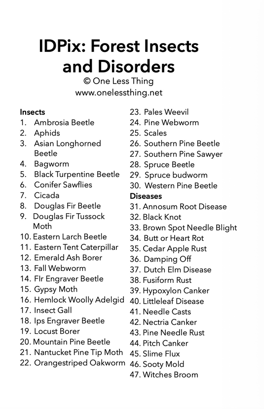 Forestry Insects and Disorders ID, IDPix Cards
