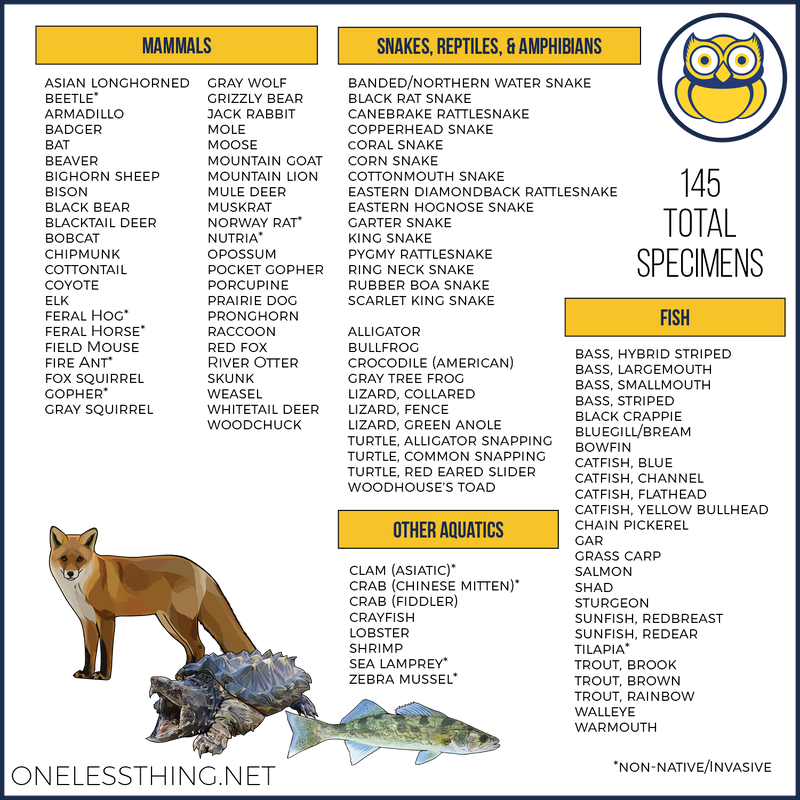 Load image into Gallery viewer, Wildlife Identification, POWERPOINT downloads
