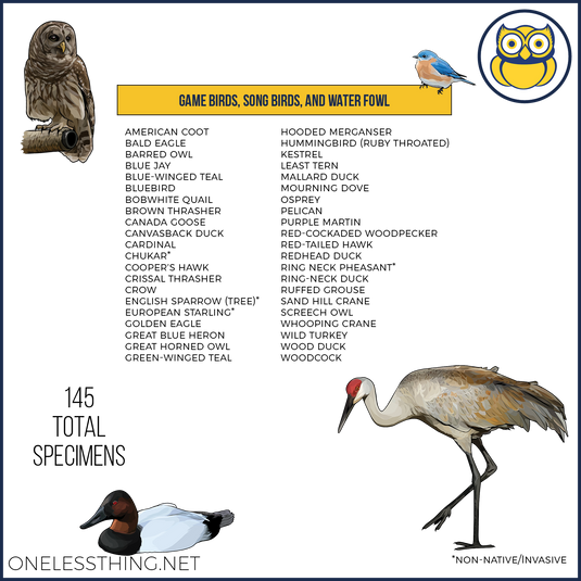 Wildlife Identification, POWERPOINT downloads