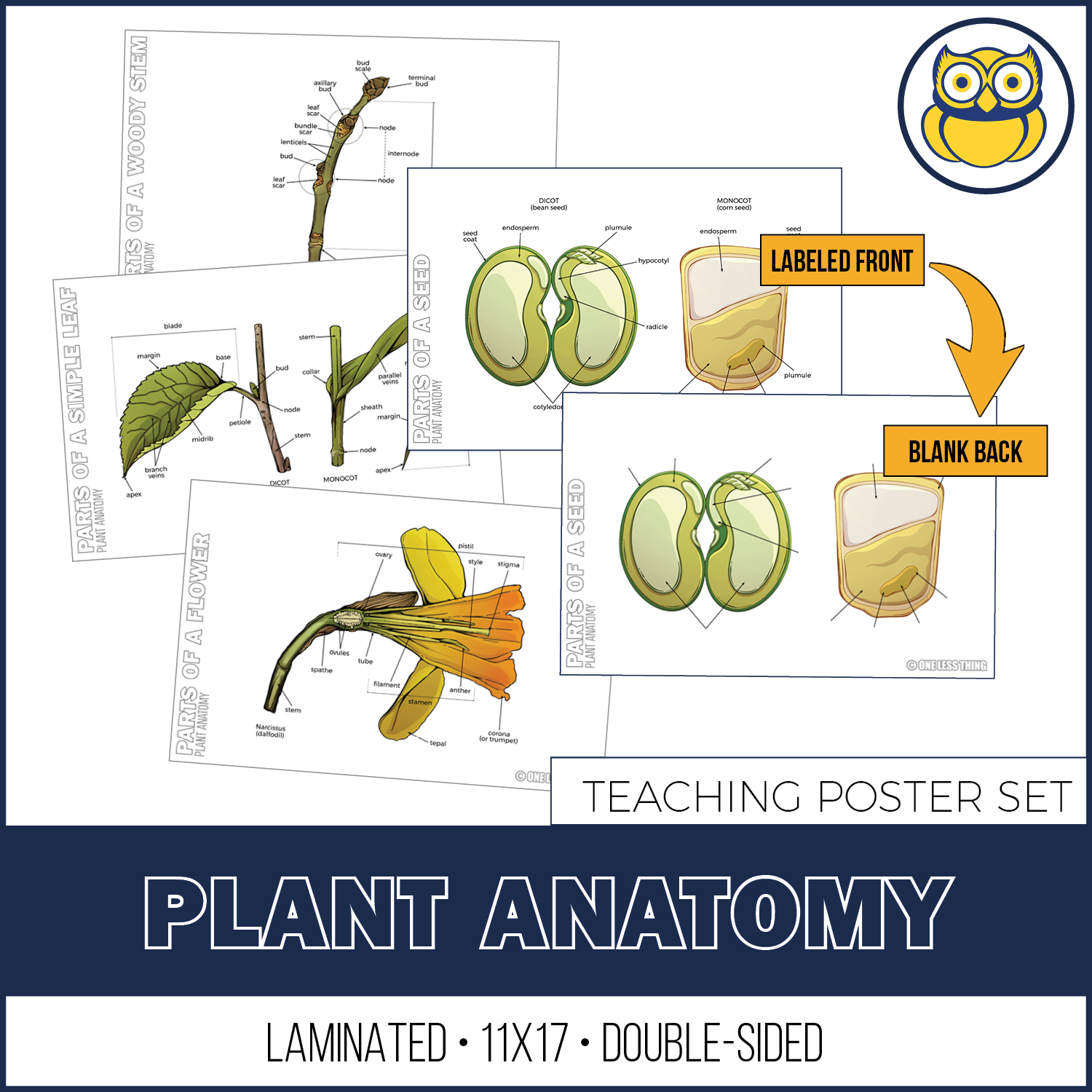 Plant Anatomy Posters, Set of 4 – One Less Thing