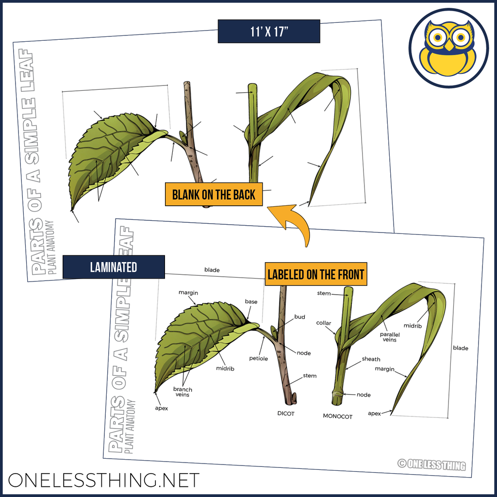 Plant Anatomy Posters, Set of 4