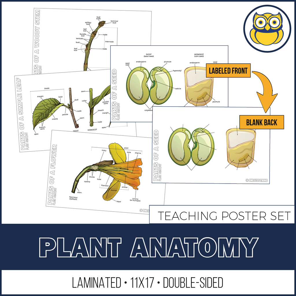 Plant Anatomy Posters, Set of 4