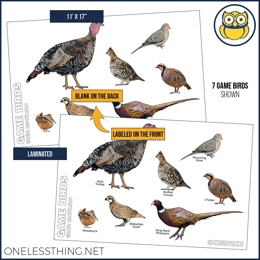 Wildlife ID Birds Posters, Set of 5