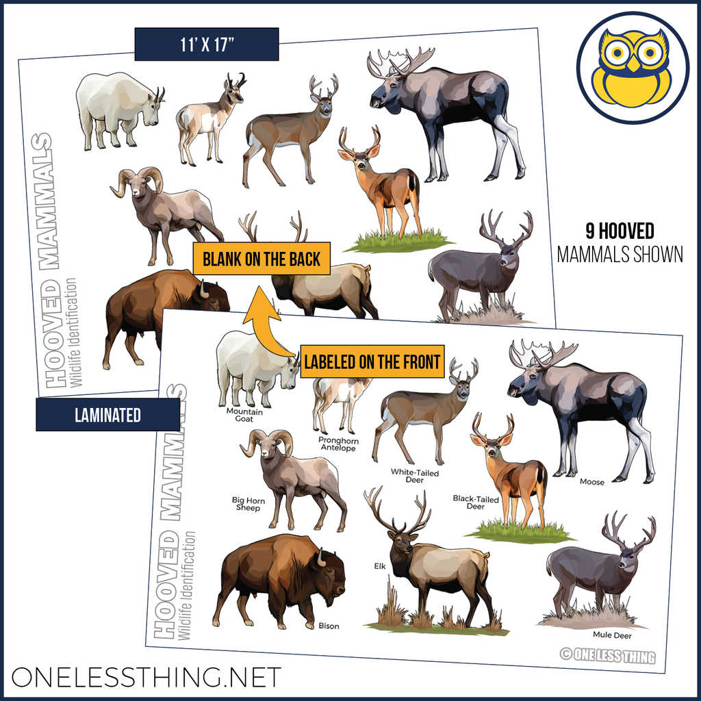 Wildlife Identification Posters, Set of 15